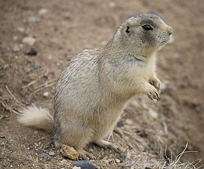 Polyandry and Polygyny in a Social Rodent: An Integrative Perspective Based on Social Organization, Copulations, and Genetics